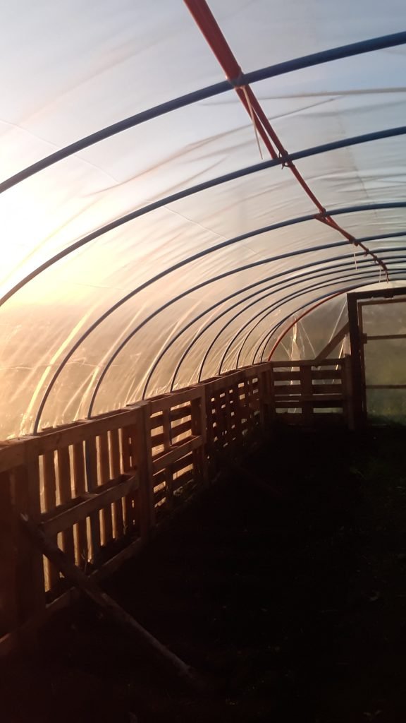 Invernadero con palets 7 Invernadero con palets 7