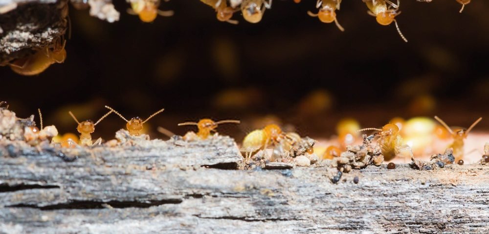Desventajas de una Casa de Madera y cómo solventarlas 2 Desventajas de una Casa de Madera y cómo solventarlas 2